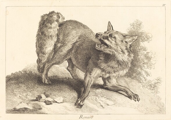 Renard (Fox)