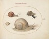 Plate 61: Four Snails