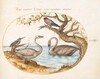 Plate 24: Two Swans, a Kingfisher, and a Bullfinch