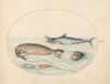 Plate 9: A Great White(?) Shark, Two Seals, and Two Fish