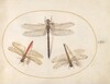 Plate 54: Hairy Dragonfly and Two Darters