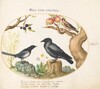 Plate 60: Magpie, Crow, and Goldfinch