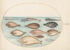 Plate 33: Sole and Other Flatfish with Bandfish(?)