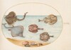 Plate 31: Marbled Electric Ray with Other Skates or Rays, Shells, and a Mollusk in Its Shell
