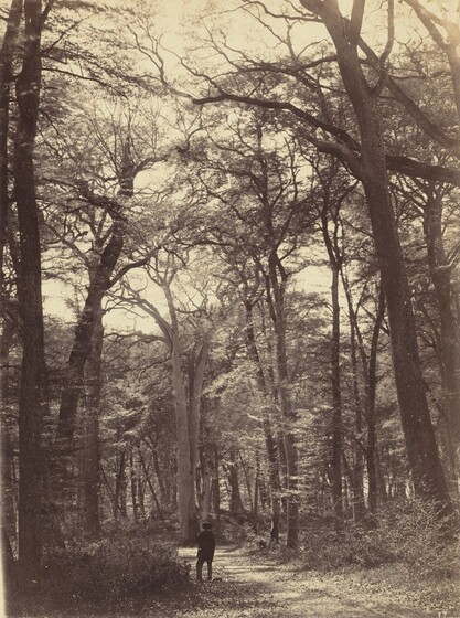 1865 Fontainebleau Forest/" — Fine Art Print Claude Monet : /"The Bodmer Oak
