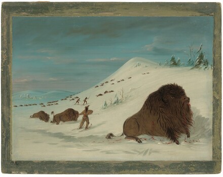 Buffalo Lancing In The Snow Drifts Sioux